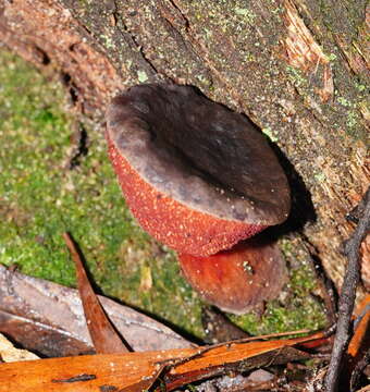 Sivun Boletus barragensis Grgur. 1997 kuva