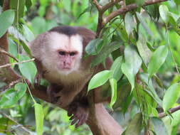 Image of Maranon white fronted capuchin