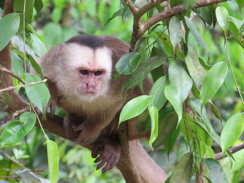 Image of Maranon white fronted capuchin