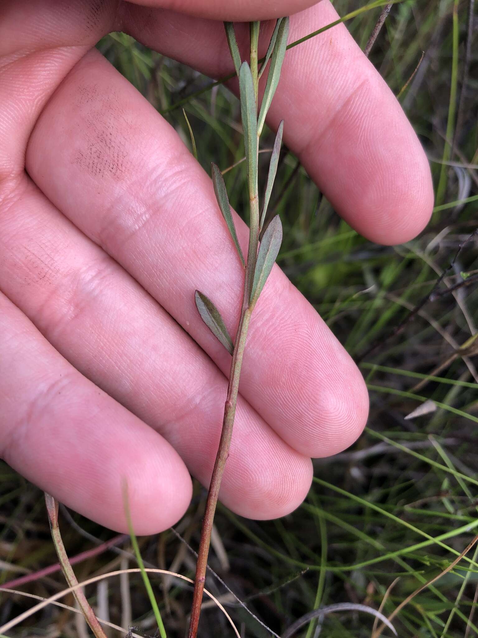 Imagem de Ludwigia linifolia Poir.