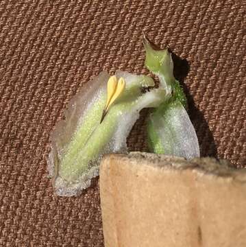 Image of Marsh lady's tresses