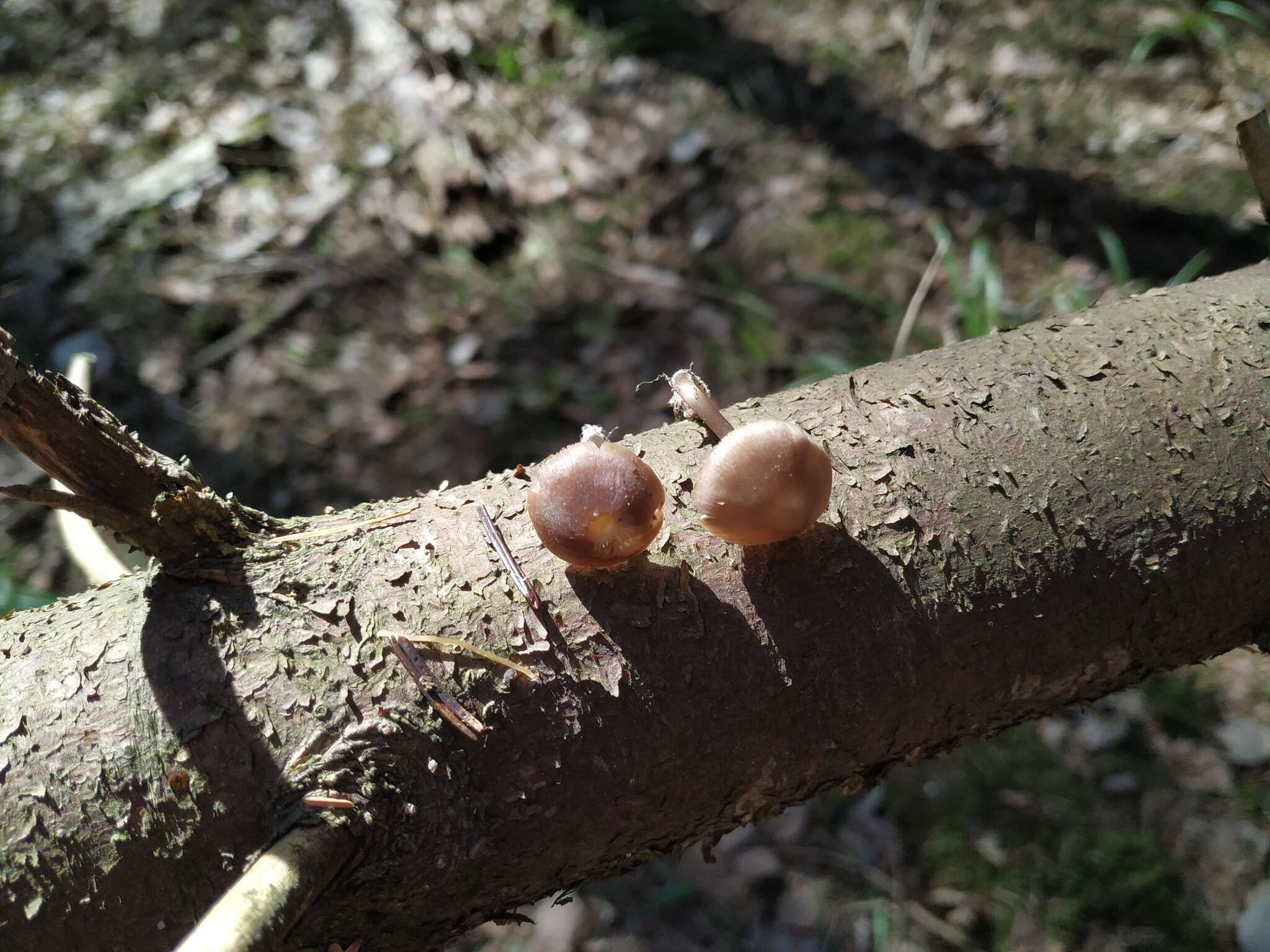 Image of Mycena plumipes (Kalchbr.) P.-A. Moreau 2003