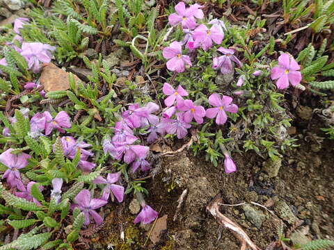 Imagem de Phlox richardsonii subsp. alaskensis (Jordal) Wherry