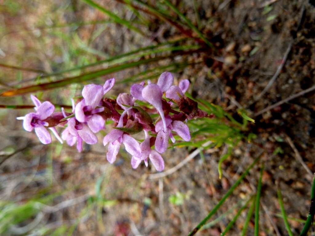 Image of Disa tenella subsp. tenella