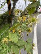 Слика од Clematis leschenaultiana DC.