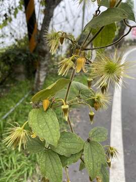 Imagem de Clematis leschenaultiana DC.