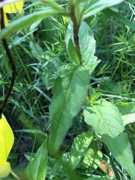 Oenothera pilosella Raf.的圖片