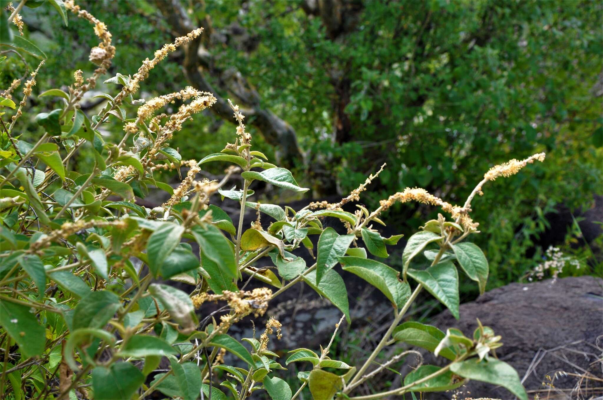 Image of Croton morifolius Willd.