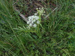 Слика од Sium latifolium L.