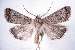 صورة Agrotis admirationis Guenée 1868