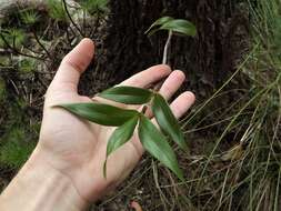 Dendrobium adae F. M. Bailey的圖片