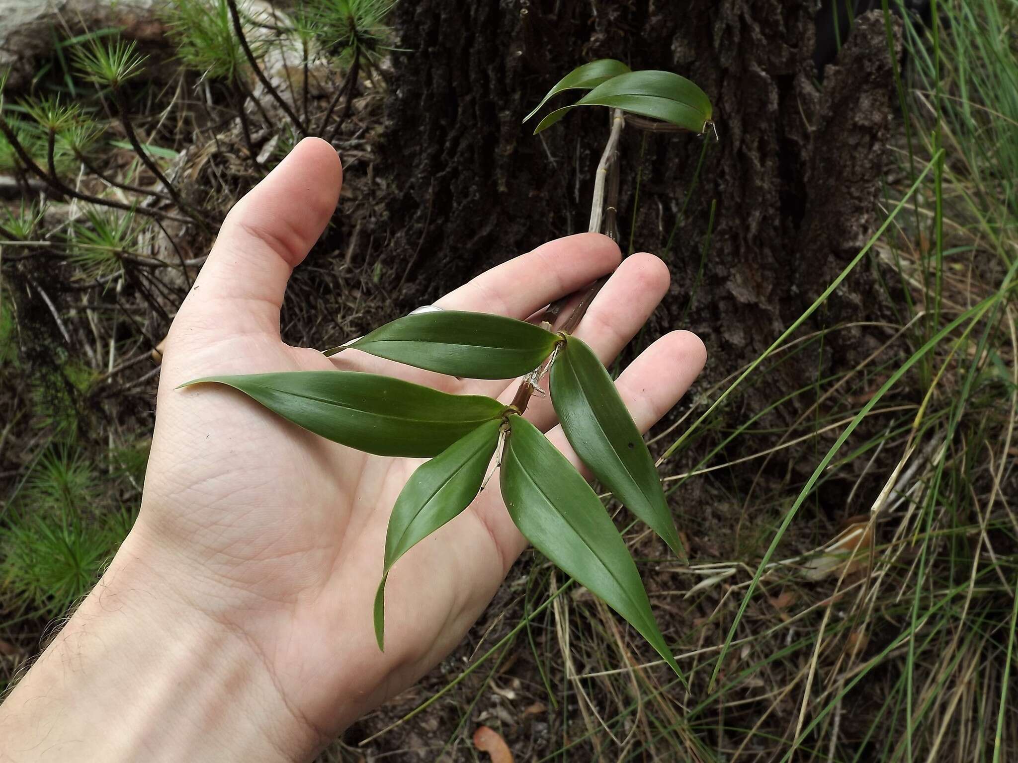 Imagem de Dendrobium adae F. M. Bailey