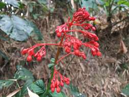 Imagem de Clerodendrum japonicum (Thunb.) Sweet