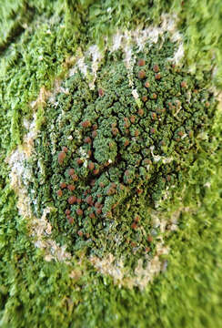 Image of coral phyllopsora lichen