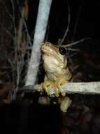 Image of Litoria quiritatus