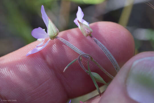 Image of Waltham Creek clarkia