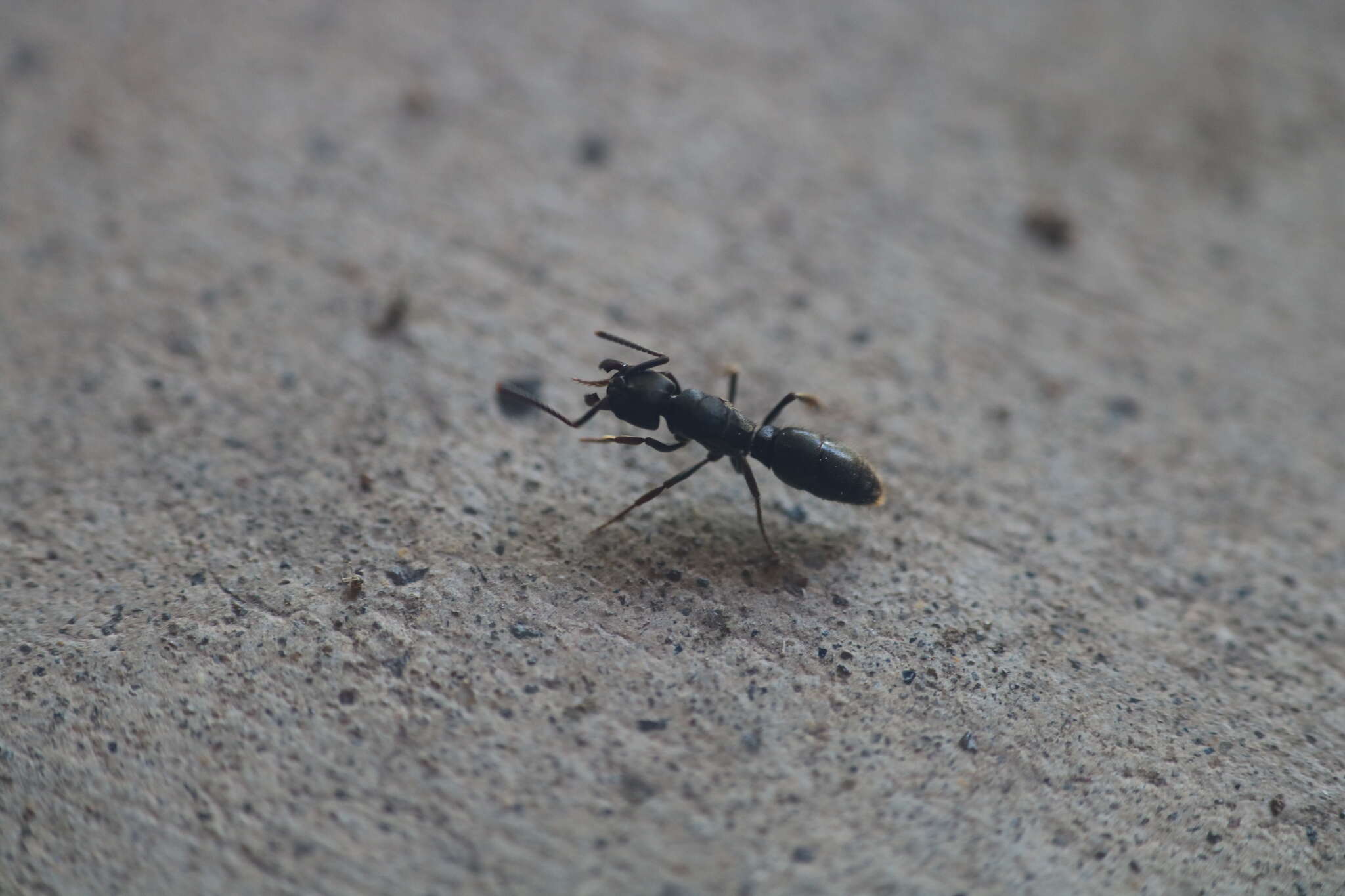 Image of Rapacious Panther Ant