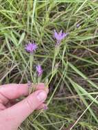 Слика од Liatris bracteata Gaiser