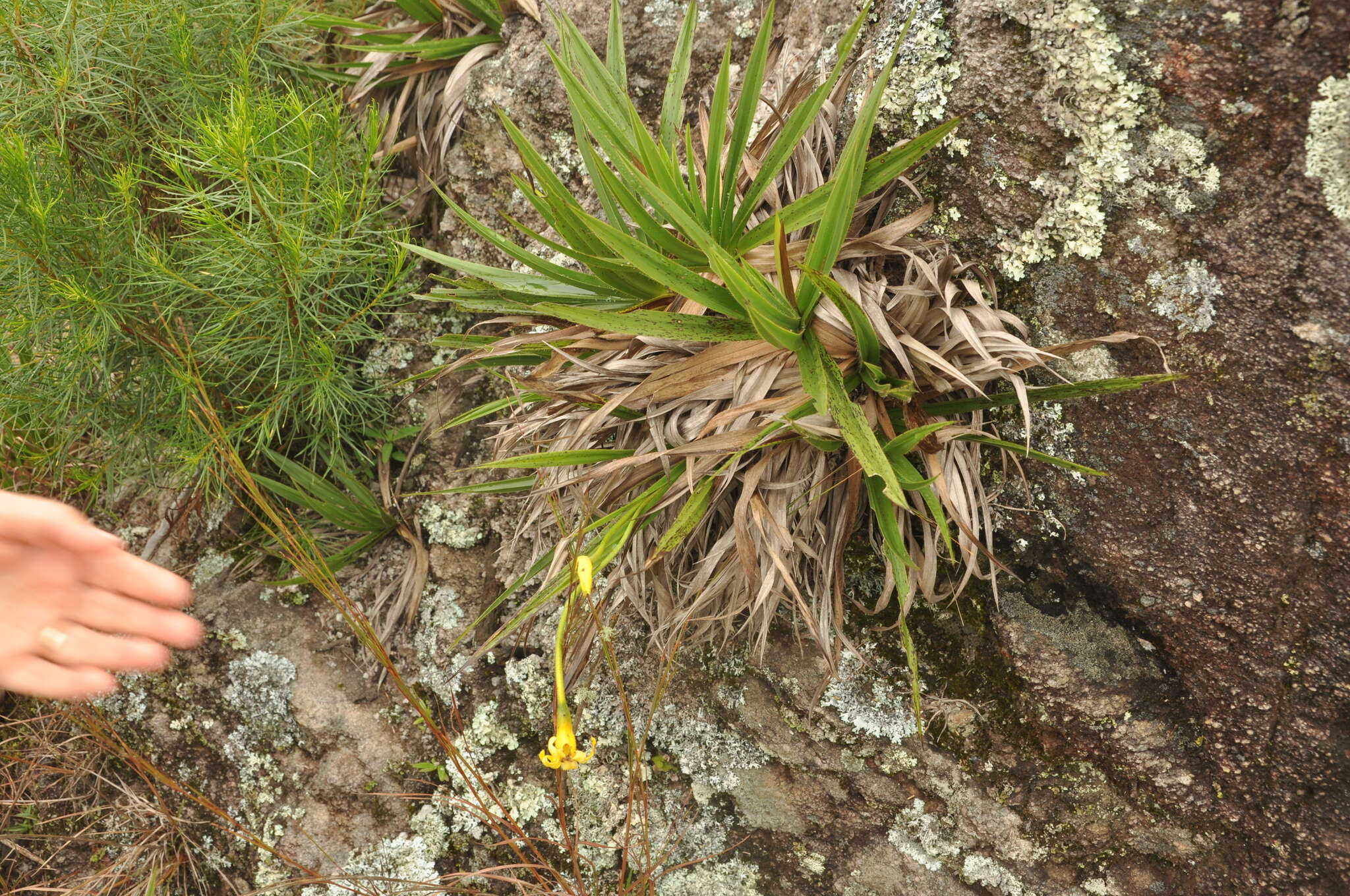 Image of Barbacenia flava Mart. ex Schult. & Schult. fil.