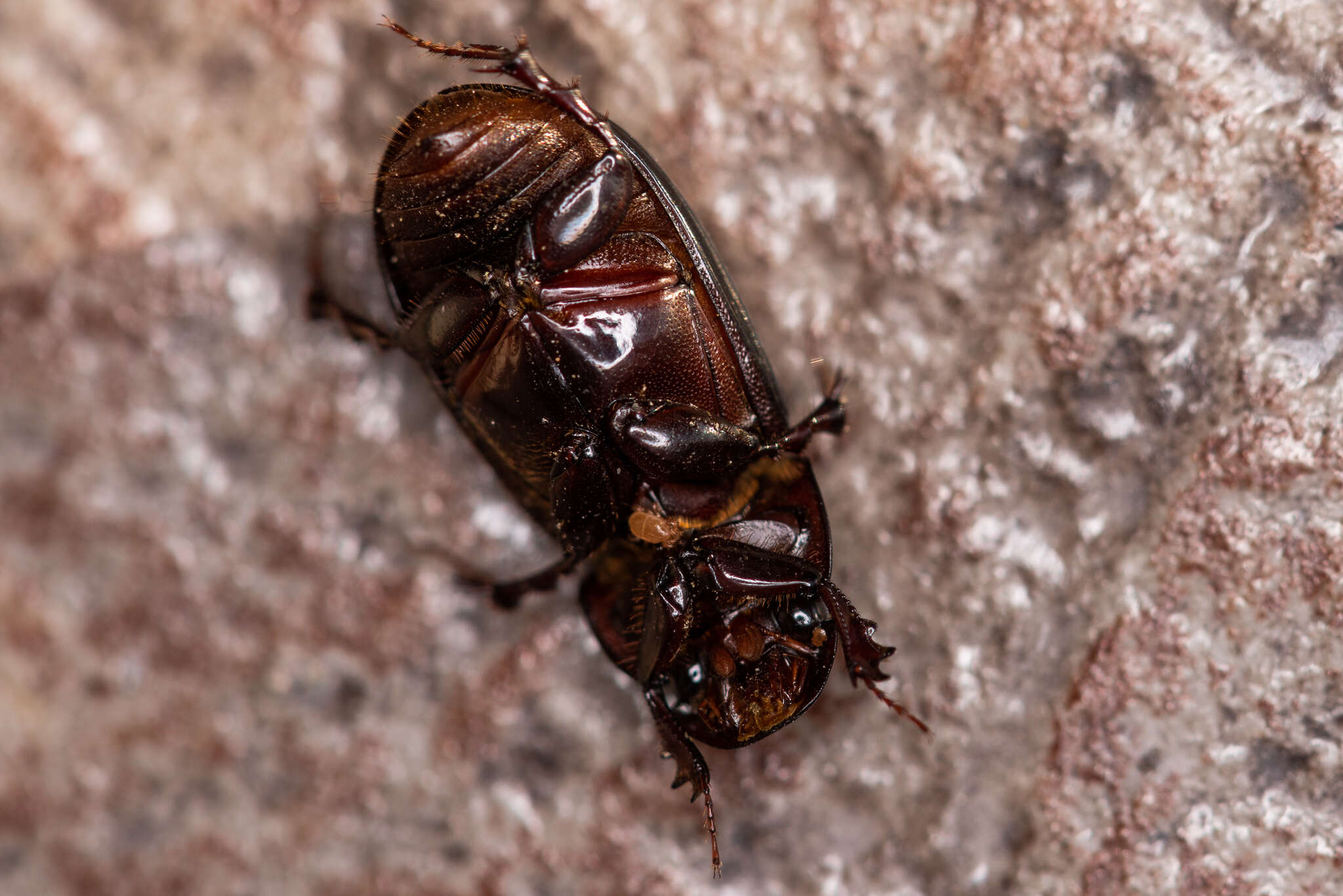 Image of Night-flying Dung Beetle