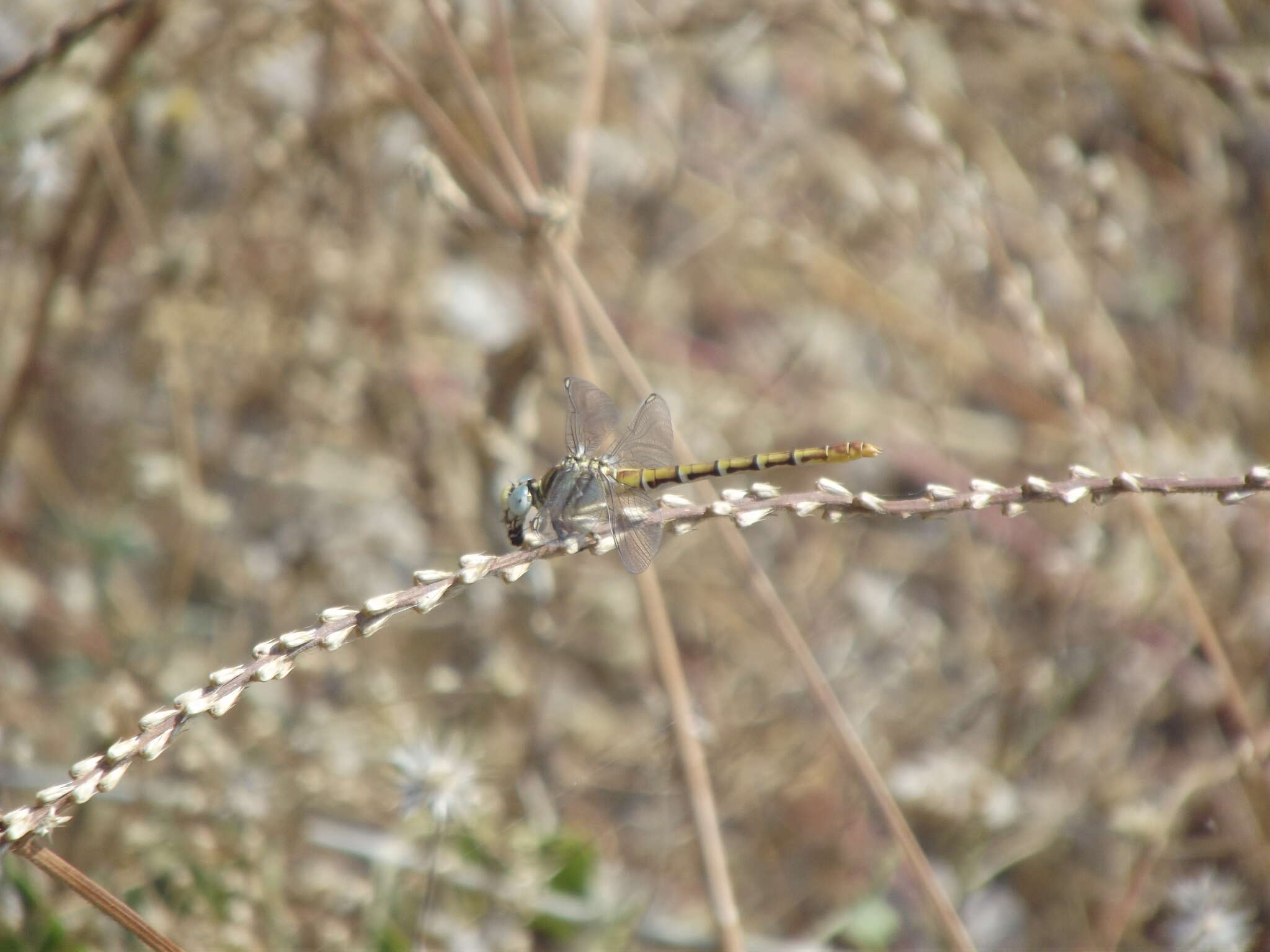 Imagem de Paragomphus lineatus (Selys 1850)