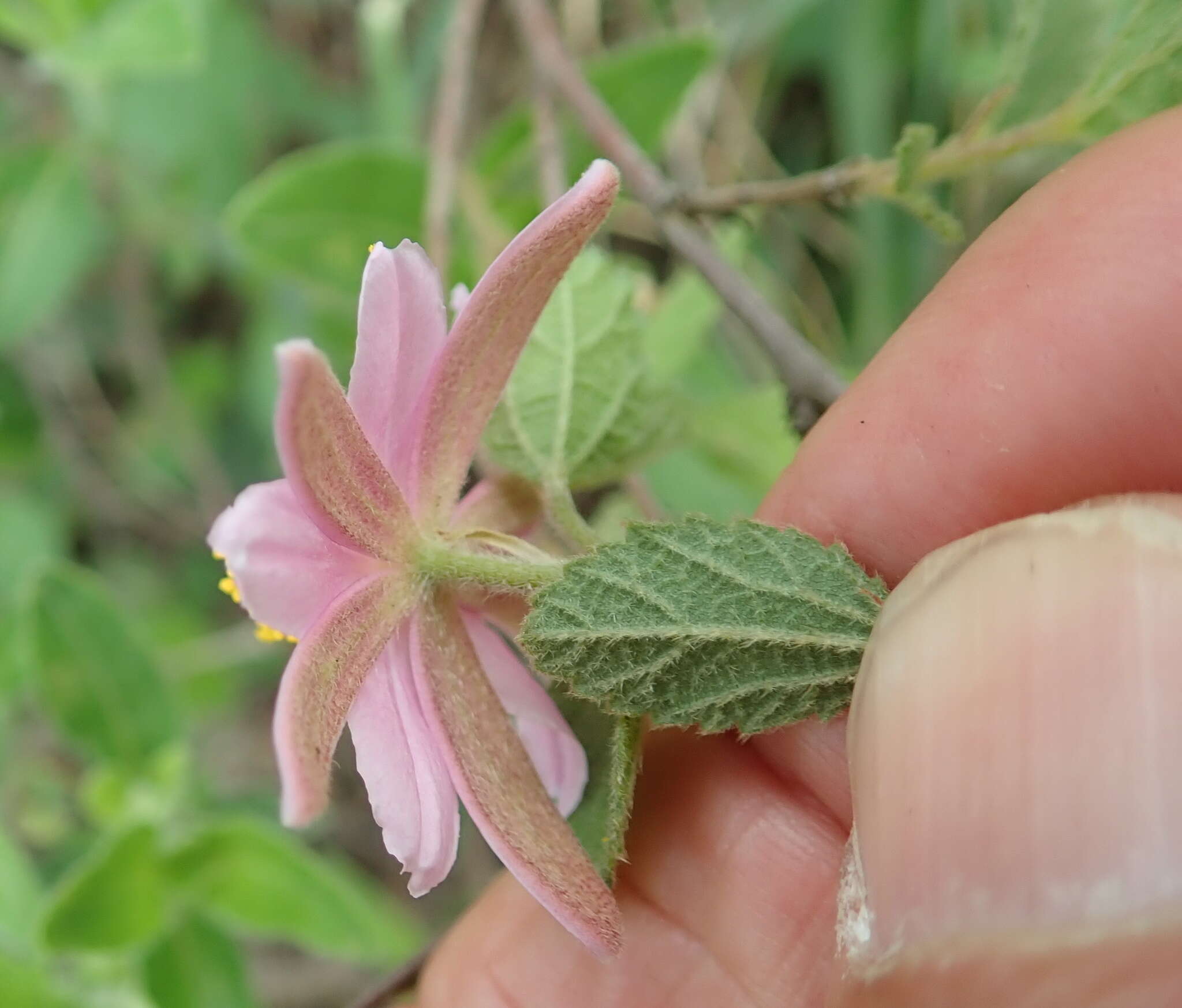 Image de Grewia hispida Harv.