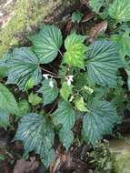 صورة Begonia lophoptera Rolfe