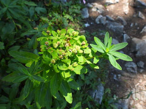 Image of Euphorbia austriaca A. Kern.