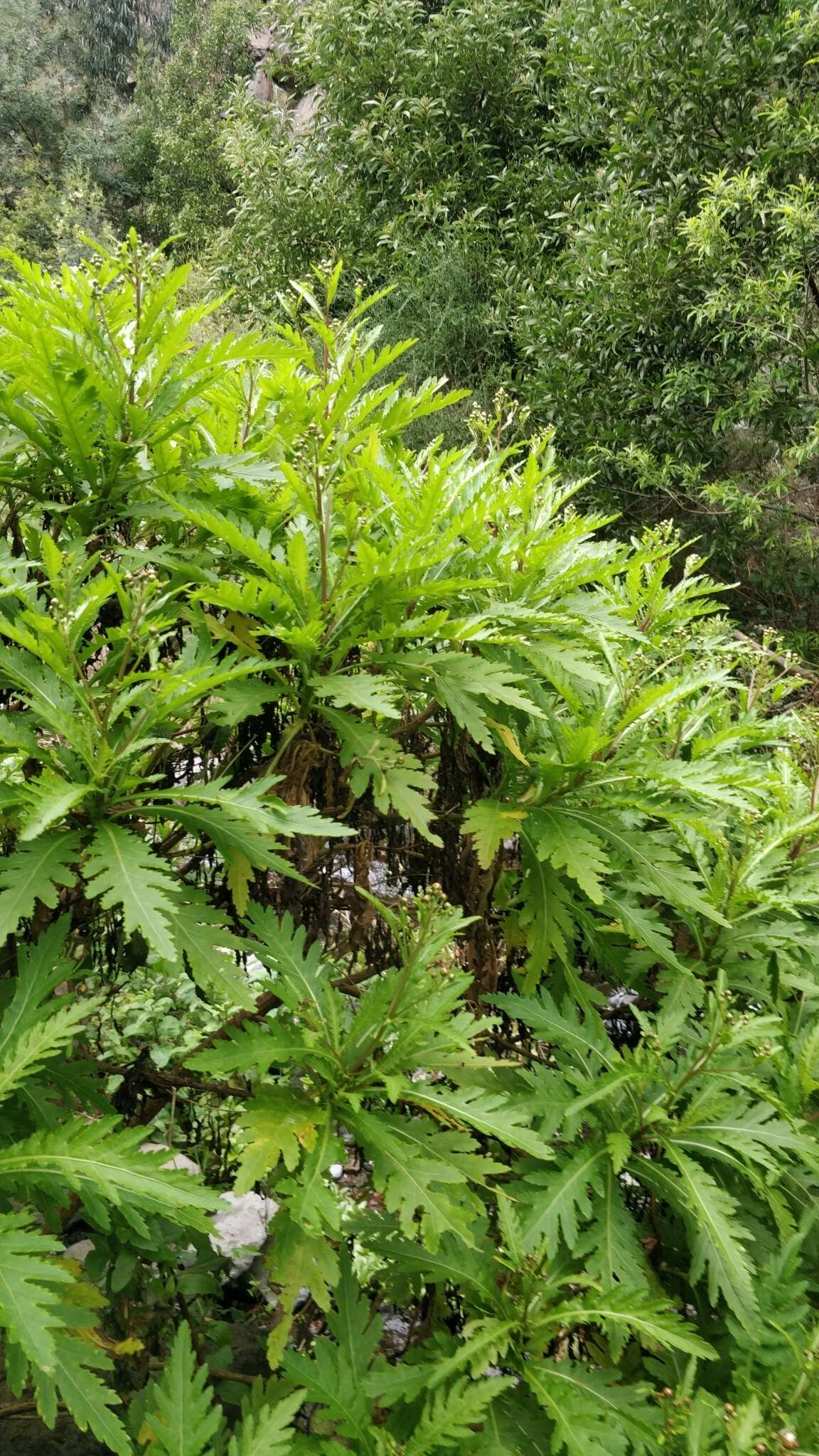 Image of Argyranthemum pinnatifidum subsp. pinnatifidum