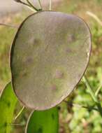 Image of Lunaria annua subsp. annua