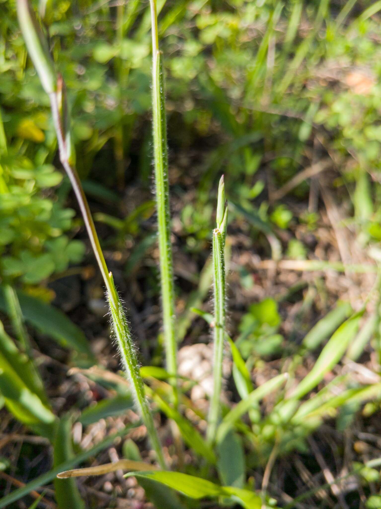 Hesperantha pilosa (L. fil.) Ker Gawl.的圖片