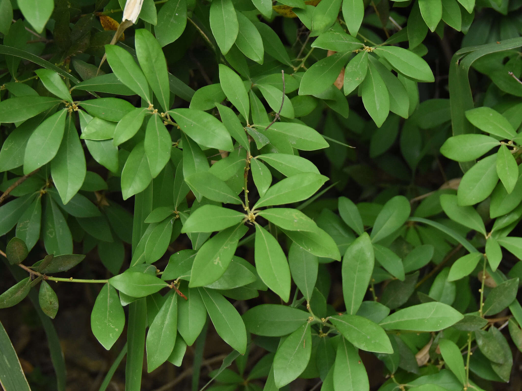 Image of Litsea rotundifolia (Nees) Hemsl.