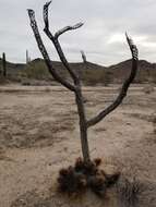 Image of devil's cholla