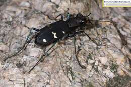 Plancia ëd Cicindela (Cicindela) sachalinensis raddei A. Morawitz 1862