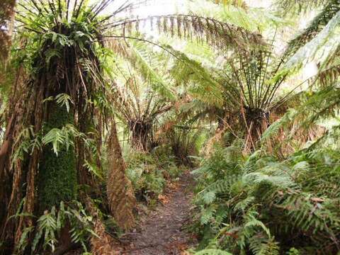 Image of Australian Tree Fern