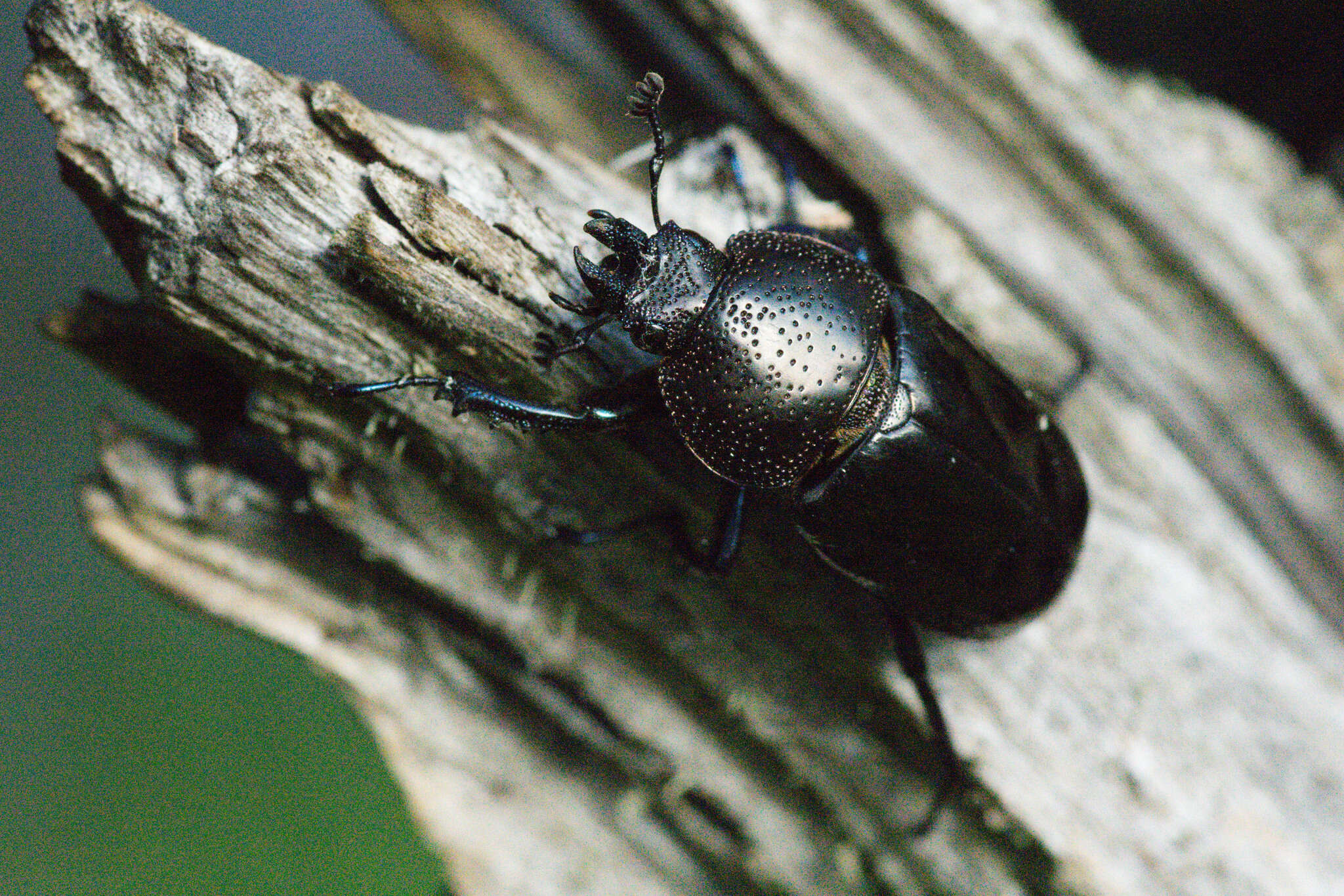 Image de Streptocerus speciosus Fairmaire 1850