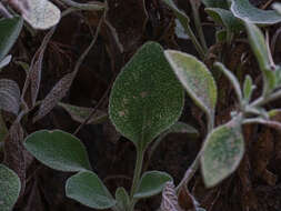 Image of Pentanema verbascifolium (Willd.) D. Gut. Larr., Santos-Vicente, Anderb., E. Rico & M. M. Mart. Ort.