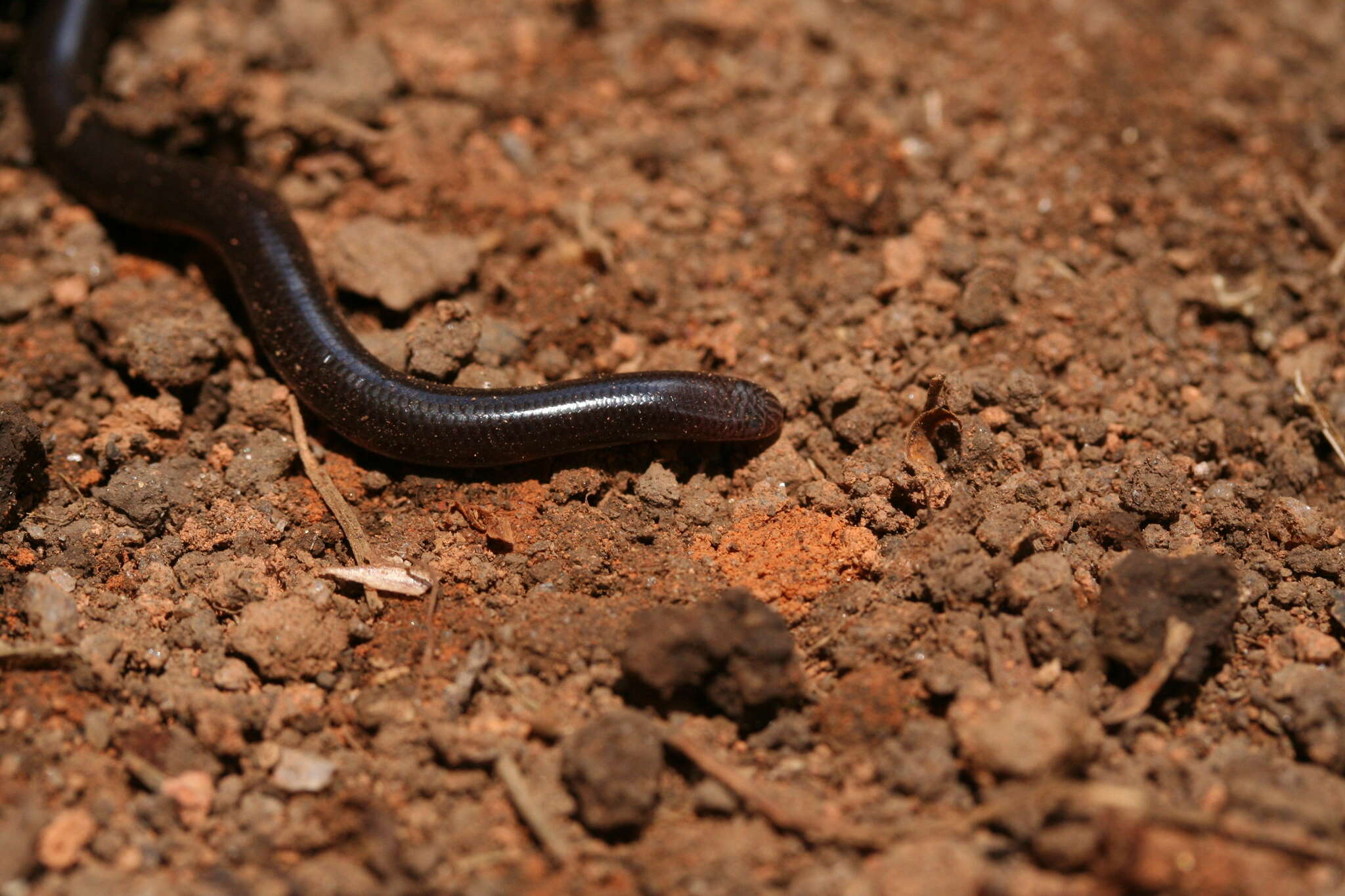 Image of Madatyphlops domerguei (Roux-Estève 1980)