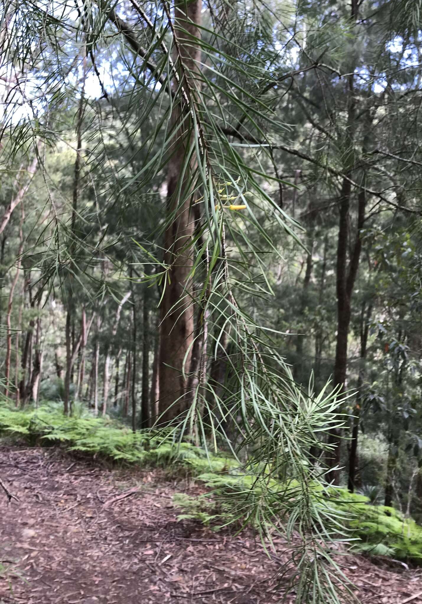 Plancia ëd Persoonia linearis Andr.