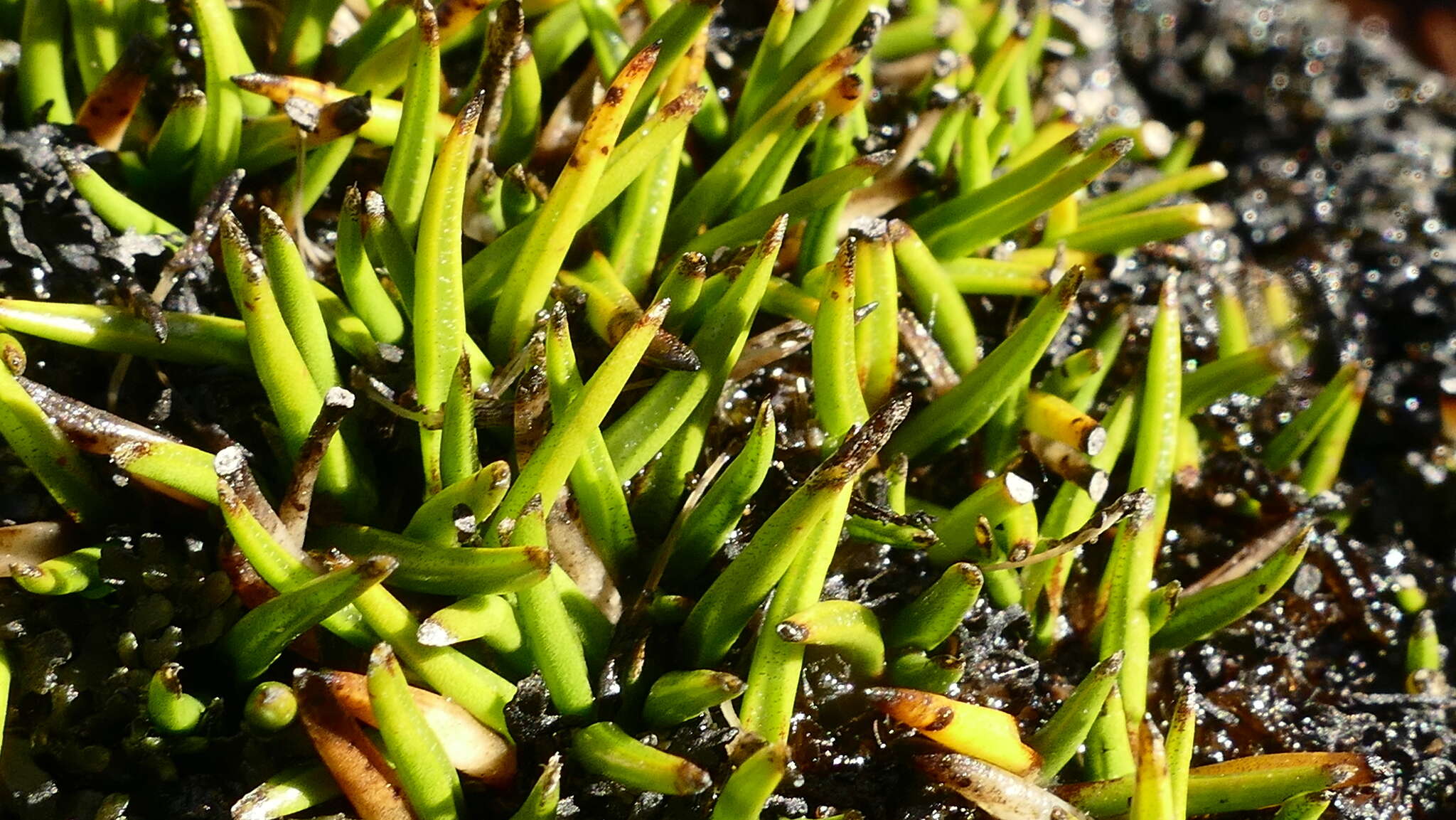 Image of Astelia subulata (Hook. fil.) Cheeseman