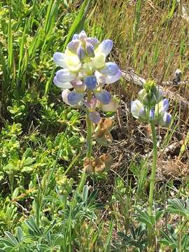 Plancia ëd Lupinus variicolor Steud.