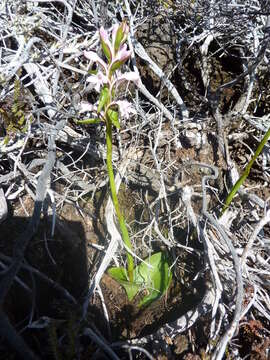 Image de Satyrium amoenum (Thouars) A. Rich.