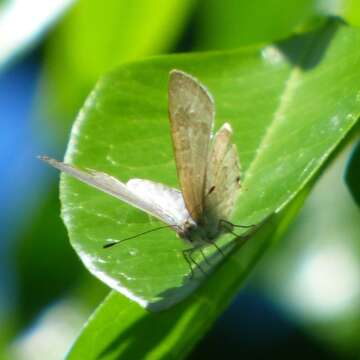 Image of Catopyrops florinda (Butler 1877)