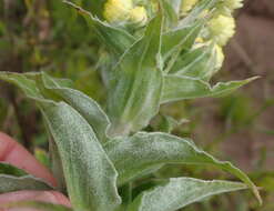 Image of <i>Helichrysum <i>foetidum</i></i> var. foetidum