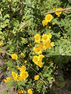 Image de Chrysanthemum arisanense Hayata