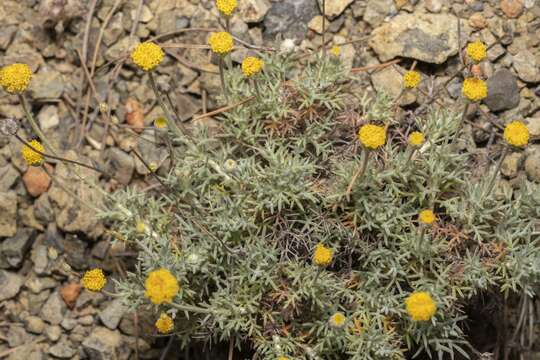 Image of Anthemis rhodensis subsp. rhodensis