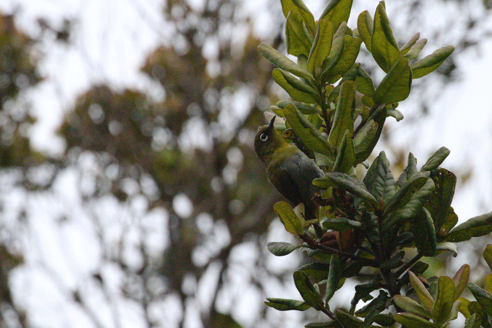 Image of Ceylon White-eye