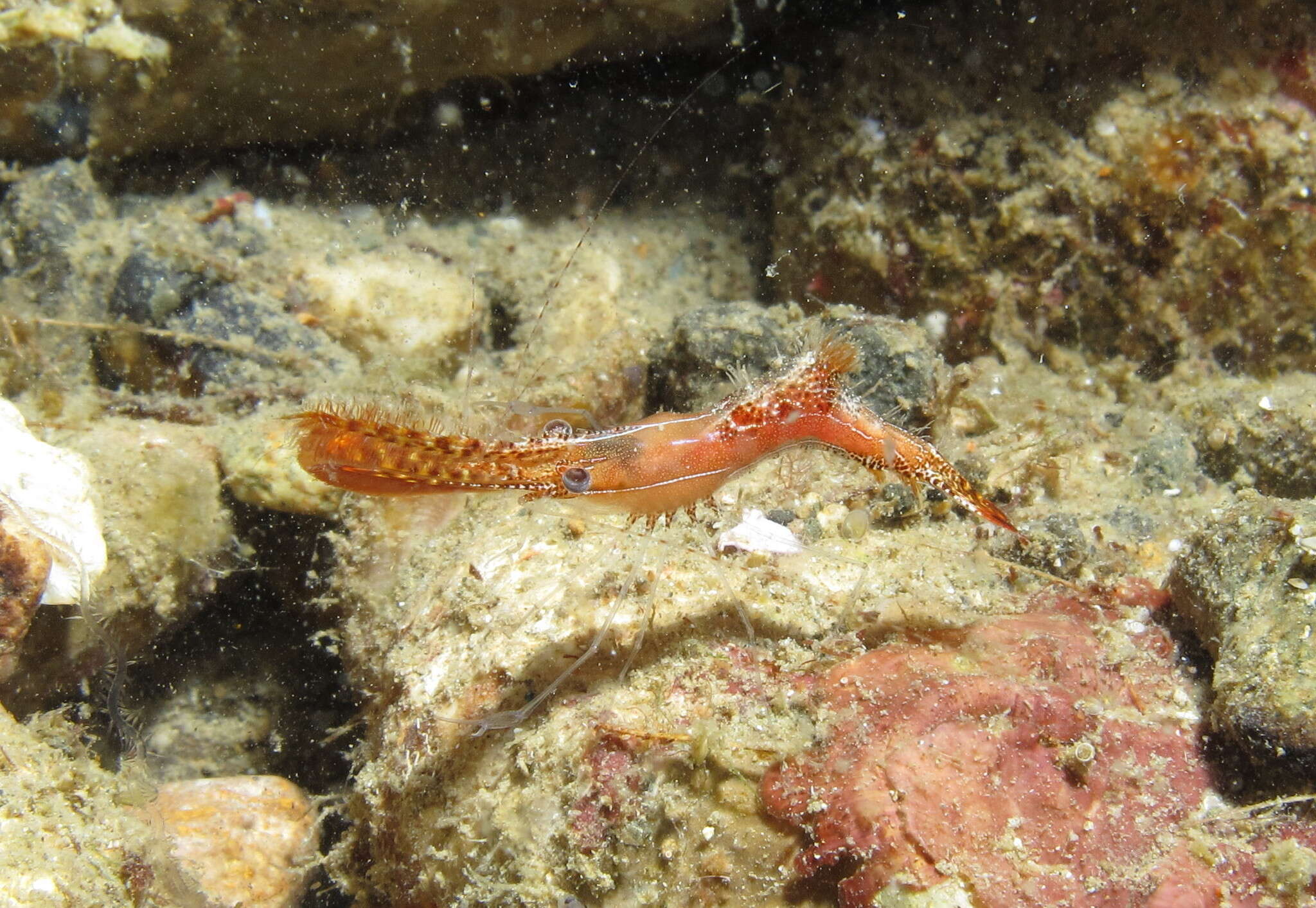 Image de Leander plumosus Bruce 1994