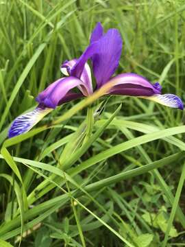 Image of Iris graminea L.