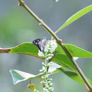 Image of Hammock Skipper